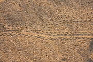 Amami Oshima, Japan - A trail of Terrestrial Hermit Crab, Coenobita purpureus Stimpson--nationally protected species, on Tomori Beach at Amami Oshima, Kagoshima, Japan