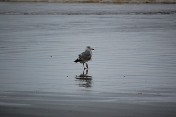 Seagull at Ocean Reflection