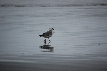 Seagull Reflection at Ocean