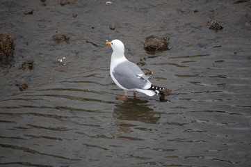 Fototapeta na wymiar Seagull Wading in Water