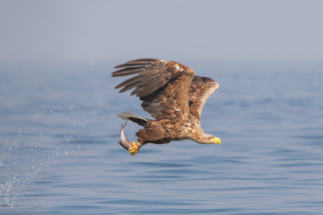 Bielik poluje © arek0michalak