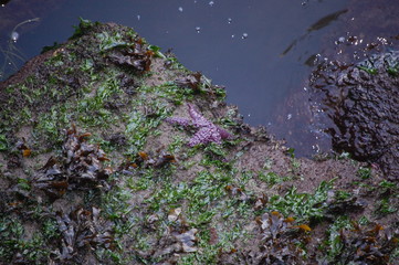 Starfish Purple Tired