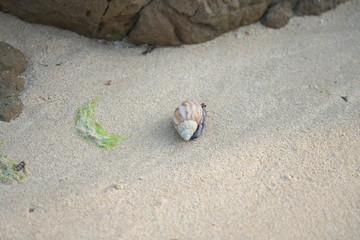 Amami Oshima, Japan - Terrestrial Hermit Crab, Coenobita purpureus Stimpson--nationally protected species, on Tomori Beach at Amami Oshima, Kagoshima, Japan