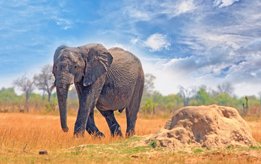 Fototapeta na wymiar African Elphant with one foot raised as walking across the dry yellow plains in Hwange National Park, Zimbabwe