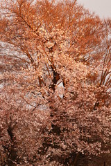 夕焼けに照らされた桜
