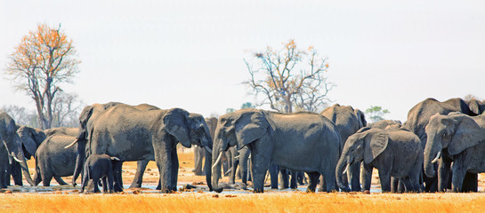 Panorama of a large herd of elephants surrounding the Makololo waterhole in Hwange National Park, Zimbabwe