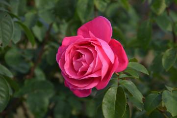 ローズピンクが美しい四季咲き大輪のバラ