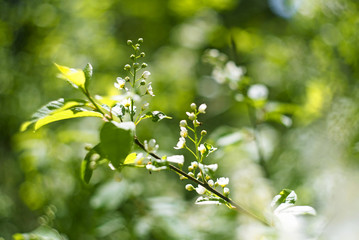 Blossoming bird cherry. Flowers bird cherry tree.