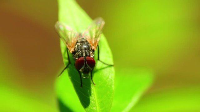Insect common housefly perched on vibrant green leaf foliage, macro closeup static shot in hd. Insects close up fly domestic footage.