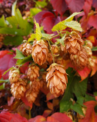 Macro gold hop plants and red leaves