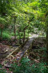 Old wooden bridge in jungle, Chiang Mai, Thailand