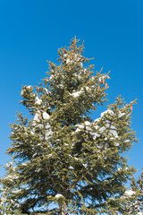 Closeup of snow covered conifer pine trees