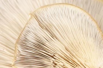 Oyster mushroom gills texture