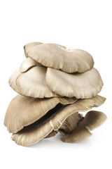Oyster mushrooms on white
