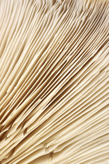 Oyster mushroom gills texture
