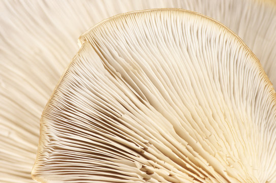 Oyster Mushroom Gills Texture