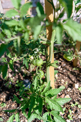 Ripening tomatoes on the bush - a natural scenery
