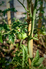 Ripening tomatoes on the bush - a natural scenery