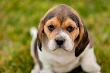 Beautiful beagle puppy on the green grass