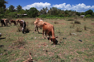 Safari, Tanzania, Kenya