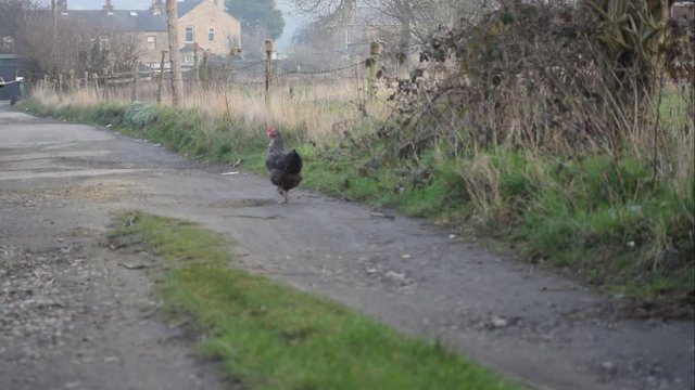 Chicken on a muddy road