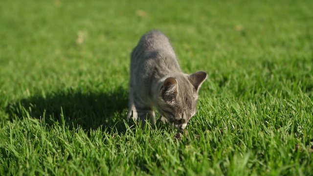 Cute little tabby kitten on grass lawn smelling & exploring surroundings on a sunny day