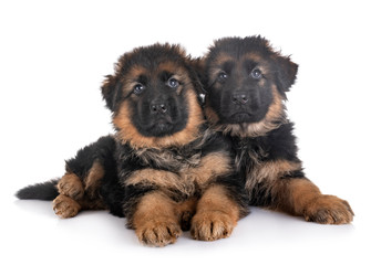 puppies german shepherd