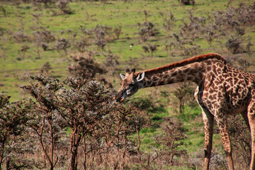 Safari, Tanzania, Kenya