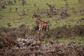 Safari, Tanzania, Kenya