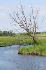 A scenic view of a withered tree, the Nida river, meadows and a forest in the background
