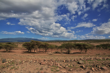 Safari, Tanzania, Kenya