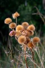 Pom Pom Weed