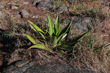 Safari, Tanzania, Kenya