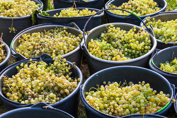 The Grape harvest somewhere in Italy