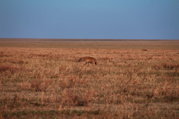 Naklejka premium Safari, Tanzania, Kenya