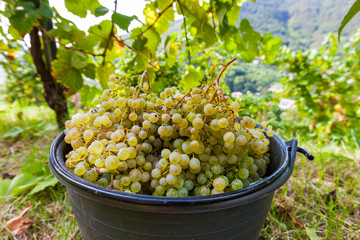 The Grape harvest somewhere in Italy
