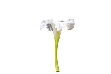 Close up white flower Dolichandrone serrulata  on white background.Save with clipping path