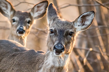 White Tailed Deer, Odocoileus virginianus, foraging in beautiful light at dusk