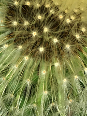 Fototapeta premium dandelion on green background