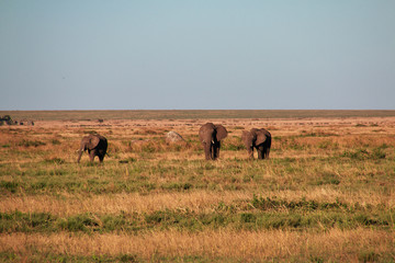 Safari, Tanzania, Kenya