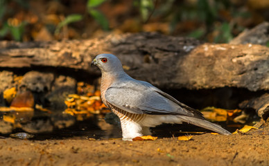Beautiful bird Shikra ( Accipiter badius ) drink water  on pond