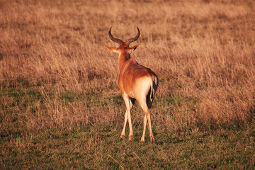 Safari, Tanzania, Kenya