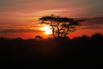 Plakat Safari, Tanzania, Kenya