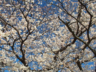 青空と満開の桜
