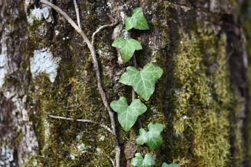 ivy on a tree