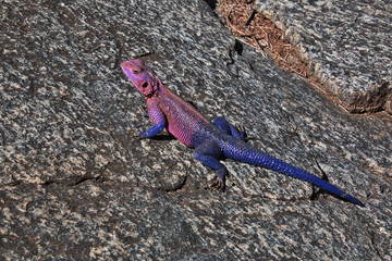 Safari, Tanzania, Kenya
