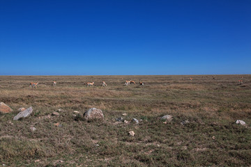 Safari, Tanzania, Kenya