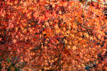 Red Maple leaf with light up illuminated at night