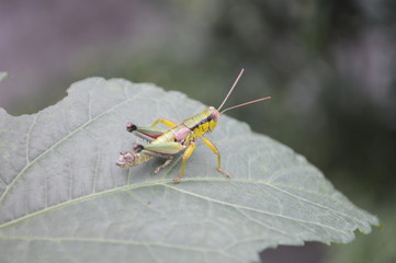 バッタの幼虫　Grasshopper larvae