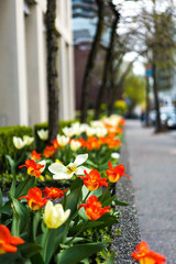Fototapeta na wymiar Streetside Flowers